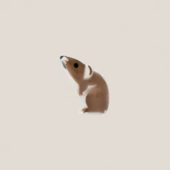 Rata